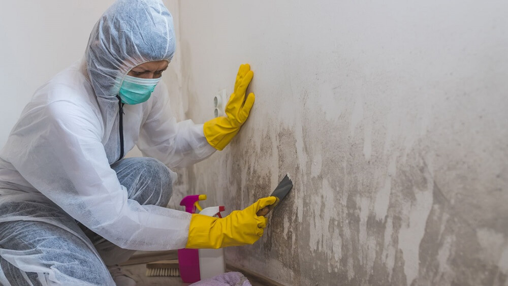 Mold Removal and Remediation